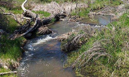 beaver habitat thumbnail