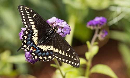 black swallowtail thumbnail