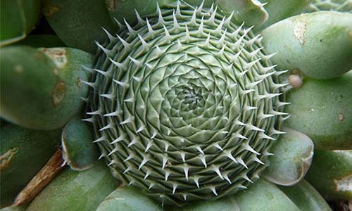 succulent thumbnail