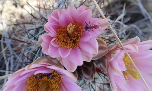 sclerocactus thumbnail