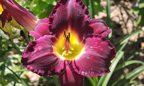 phenology photo 'Bela Lugosi' thumbnail