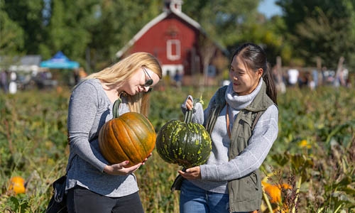 pumpkin thumbnail