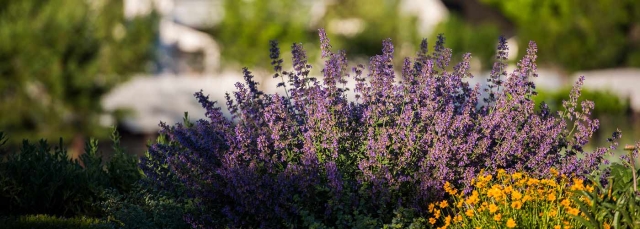 Lavender and yellow flowers in a field with buildings behind them.