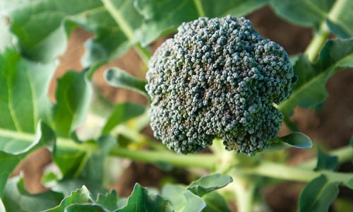 broccoli thumbnail