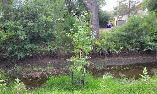 young tree by high line canal