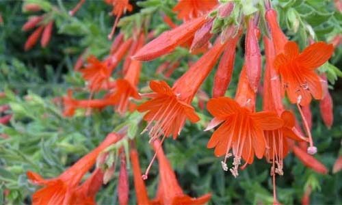 California fuchsia thumbnail