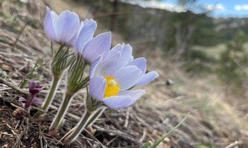 pasqueflower thumbnail