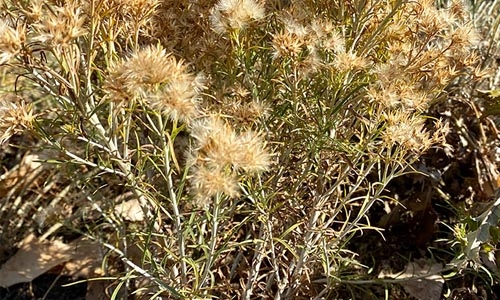 rabbitbrush thumbnail