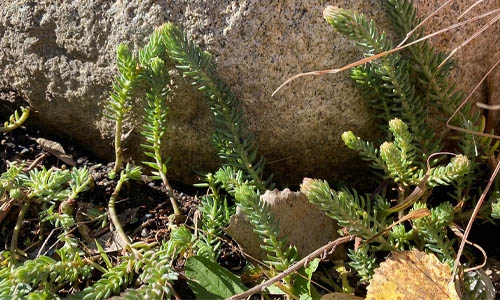 sedums on rock thumbnail