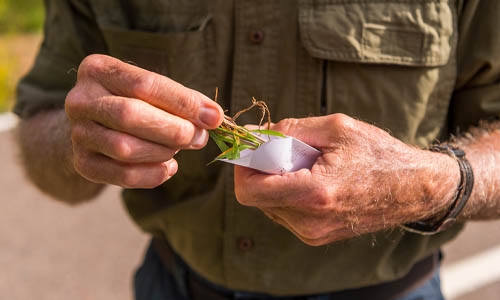 tissue sample thumbnail