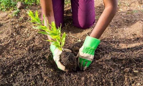 Person in gardening gloves planting thumbnail