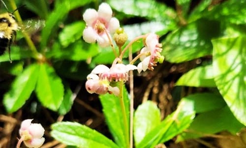 Pipsissewa thumbnail