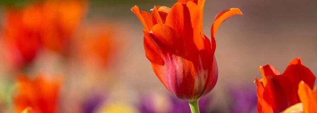 Red tulips