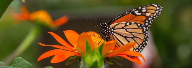 Orange, yellow and black butterfly sitting on an orange flower